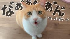 飼い主に猫たち「ついてきて！」→従ってみると……　思いがけない結末に「超超超可愛い～～～！」「神回」