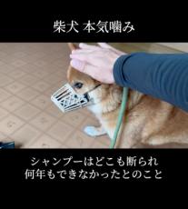 “本気噛み”するため何年も風呂に入れなかった柴犬が、プロの手で……　別犬のような感動のビフォアフが240万再生