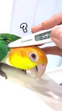 「思ってたのとなんか違うww」インコの体温を測ってみた結果が125万再生　「大爆笑してしまった」「激烈にカワイイ」