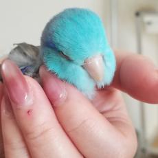 大きな瞳から下まつげがすらり　マメルリハインコの艶やかに伸びたまつげが美しい「なが！」「つけまつげみたい」