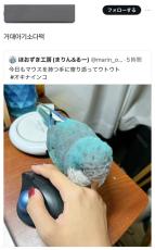 インコの投稿に韓国語でコメント→「誹謗中傷だったらどうしよう」とドキドキで翻訳すると……　“衝撃のパワーワード”にネット爆笑