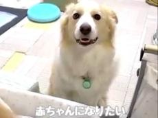 ママの隣に行きたい大型ワンコ、しかしそこには兄犬が……　赤ちゃんのようなおねだりに「かわいいいい、、」「順番待ちしている姿が愛おしい」