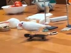 スケボーに乗った文鳥が減速しながら走ってきて……　思わず吹き出すラストに「これはテクニシャンwww」「理解してやってて凄い」