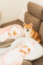 双子の赤ちゃんを見守る柴犬、1カ月ごとに3人の成長を撮影すると……　1年後の成長と絆に「尊い」「あっというまですね」