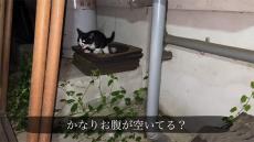 夜、庭から子猫の“激しめな鳴き声”が聞こえてきた→見に行くと……甘えん坊な子猫の運命に「この子は幸せ者です」の声