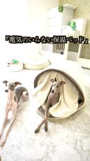 カインズの犬用“神ベッド”を今年も購入→なぜか飼い主が試すと……　衝撃の展開に「いいなー幸せ天国だ」「ひとり入りきれてないwwww」