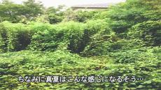 イヤになるほど雑草ボーボーの庭が、プロがやってる“ある対策”で……　驚きの効果が140万再生「凄すぎ」「感心しました」