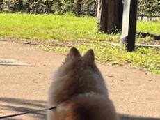 「あれ犬だったんか」「うわ～かわいい」　公園でおすわりした後ろ姿はまるで……!?　納得しかない“既視感の正体”が話題