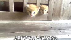 豪雨予報の日、閉じ込められていた3匹の子猫を緊急保護→初シャンプーすると……　笑っちゃうハプニングがかわいすぎる