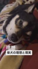 「現実辛すぎwww」　柴犬の“理想と現実”が47万再生「この緩急にやられる主たち」「ウチも同じすぎて激しく同感」