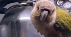 インコ「おめぇは11月休みなしだ！」カレンダーの“希望の光”が奪われる……　あんまりな悲報に「月月火水木金金」「ギャアアー!!!!」