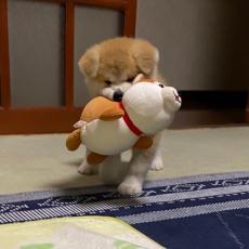 ぬいぐるみを一生懸命運んでいた秋田犬の子犬、あっという間に成長して……　思わずグッと来るビフォーアフターに「ビックリ」「可愛すぎる」