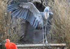 「お待ちしておりました」　動物園で撮影された“エレガントすぎる鳥”に18万いいね　「めっちゃジェントルマン」「イケメンすぎ」