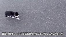 日課の散歩中、出会った猫が家までついてきて……　人間を信頼しすぎている猫の姿に感謝の声「すごく嬉しかったんでしょう」「外では長生き出来ない」