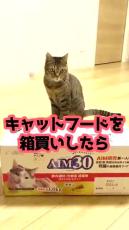 キャットフードをまとめ買い→空き箱がまさかの変形！　猫大歓喜のアイデアが「素晴らしい二次使用ですねぇ」と130万再生