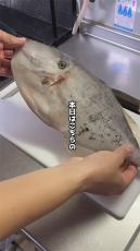 妻と娘にモテたい夫が“珍しい魚”を発見→自宅でさばいて「お弁当」にしたら……　まさかの仕上がりに「笑ってしまった」「内容濃すぎ」