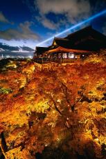 「いつか行ってみたい」　清水寺の紅葉が“限界突破”　息をのむほどの絶景に1万いいね「黄金の紅葉だ」