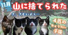 山で凍えている捨て子猫を高校生が発見→衰弱死を乗り越え1年後……　涙が止まらない大成長に感動の声が続々「みんな～無事に大きくなって」