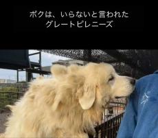 「飼いきれなくなったからタダで持ってきなよ」と言われ飼育放棄された超大型犬を保護→ 1年後の今は……　飼い主に聞いた