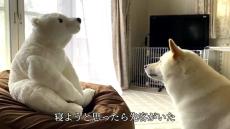 寝たい柴犬→お気に入りのクッションに“まさかの”先客が……　激しい奪還戦に「卑怯なりw」「容赦ないwww」