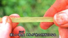 都会のサラリーマンが“植物から糸”を作ってみたら……　10日後、驚きの成果に「マジ尊敬します」「立派な実験考古学」