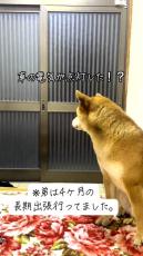 柴犬が大好きな人と4カ月ぶりの再会……！　全身全霊で喜ぶ姿に「家族がいるって幸せやなぁ～」「これみたら絶対泣くって」