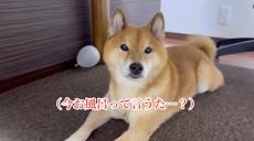 お風呂嫌いな柴犬が逃げ込んだのはまさかの……　“奥義 透明中”に「何回見ても爆笑するｗ」「お風呂回は毎回最高」