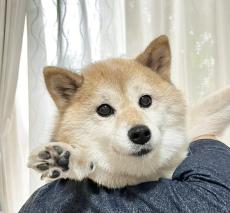 雨でお尻がぬれたワンコ→ドライヤーで乾かすと……　“クスっとくる謎ポーズ”が話題に　「歌舞伎みたい」「宇宙と交信中」