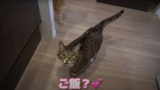 猫だと思って保護→2年後……　すっかり“別の生き物”に成長した元ボス猫に「フォルムが本当に可愛い」「抱きしめたい」