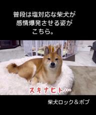 普段は塩対応の柴犬に大好きな人が会いに来たら……？　別犬のような喜び方が270万再生を突破「お散歩ってワードにも、それで頼む」