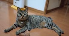 愛猫がコタツを出たり入ったり→何してるのかのぞいてみると……　じわっと涙腺が緩む“真相”に「やさしい子」「なんてかわいいの」