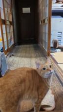 猫「ボールないんだけど……どゆこと!?」　ブツブツ文句を言いながらかえってくる猫ちゃんが128万表示「本当に文句言ってるｗ」