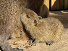 10頭の赤ちゃんカピバラが爆誕するも「ぜんぜん話題にならない」　動物園のなげきに約13万いいね　「みんな、ぜったい行って!!」