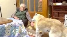 15歳の柴犬に、85歳じいちゃんが「おいで」すると……　思わず笑っちゃう“70歳差コンビ”の仲良しっぷりに「癒やされます」「こたつがよく似合う」