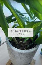 プロが教える観葉植物が「弱っているときこそ」やるべき“大事なこと”が目からウロコ　知っておくべきトラブル対処法に「参考になる」の声