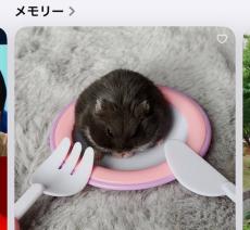 食器とハムスターをiPhoneで画像認識→“うれしい結果”にほっこりの声多数　「認識してもらえて良かったねw」「健康にいいポスト」