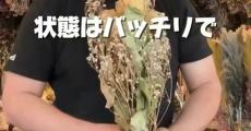 成人式のときに娘が贈ってくれた花束→プロの花屋がメンテナンスすると……　信じがたい結果が180万再生「え！？」「すごいすごい！！」