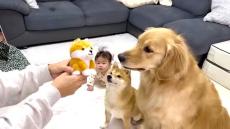 柴犬とゴールデンと赤ちゃんに、謎おもちゃを渡したら……　赤ちゃんを守ろうとする姿勢に「爆発的な可愛さをありがとう」