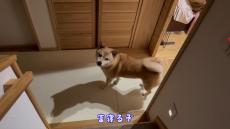 体調不良のママを心配する柴犬　一時も離れない“けなげな姿”に「こんなことされたらたまらない」「優しさに涙」