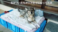 出勤直前、ワンコを見るとまさかの姿に……！　犬「かあちゃん、ごめん」なションボリ顔からの見違える姿に「本当良い子」と反響