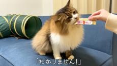 謎に満ちた野良猫を保護→獣医師に年齢を聞いたら……　「このバブ顔で!?」予想を大きく超える結果に「まさかまさかの…」「長生きして」