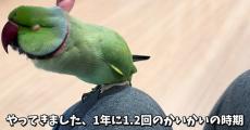 “飼い主でもゾワゾワしちゃう”換羽中のインコの頭をよく見ると……？　ビックリ意外な“事実”に「私もゾワゾワしますｗ」「こえええー！」