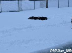 雪遊び中の愛犬→それを見た近所の人が衝撃の一言　「まぁ…間違いではない」「ご近所さんもびっくりしますね」