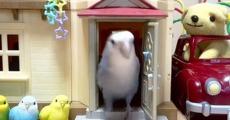 かつて伝説級にバズった「毎朝、ドールハウスを“断捨離”するインコ」　気になる“現在”を飼い主に聞いてみた