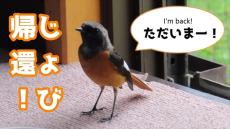 庭にいた渡り鳥が海を渡って7カ月後……　まさかの“奇跡”に「泣けた」「凄すぎます」