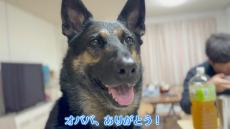 愛犬を実家の母に預け、ペットカメラで見てみたら……　孫と祖母のようなやりとりに「笑えました」「子どもと同じやなｗ」