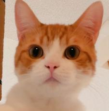 本当に同じ猫!?　かわいい子猫が今では……　“驚きの変化”が110万表示　「まるで別猫」