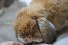 寝ているうさぎが、“あの海の生き物”にそっくりで……？　「なでなでして！」と甘えん坊アピールもかわいい