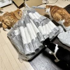 愛猫たちに巨大キャットタワーをプレゼントしたら……　組み立て前からワックワクの猫たちがかわいい！