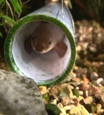 鮮魚コーナーで存命の“ウナギ”を飼ってみたら……　一生のパートナーになれる「全ての人類に勧めるペットです」と400万以上表示